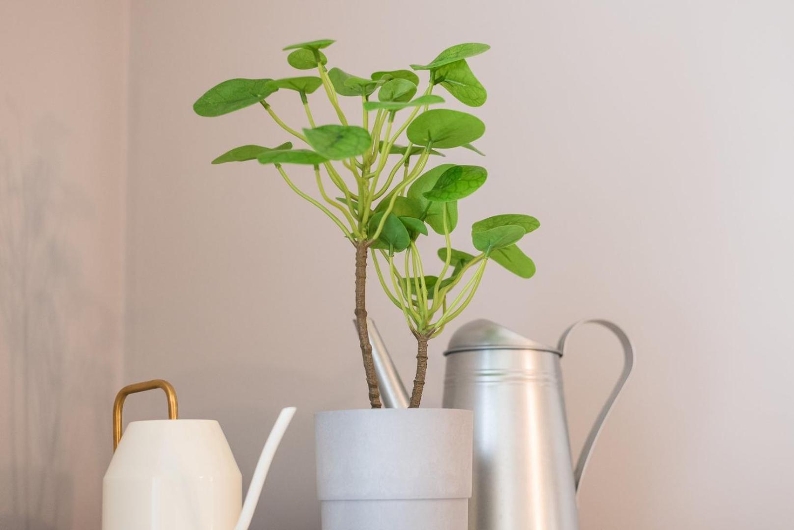Guestready - Miragaia Green Porto Eksteriør billede